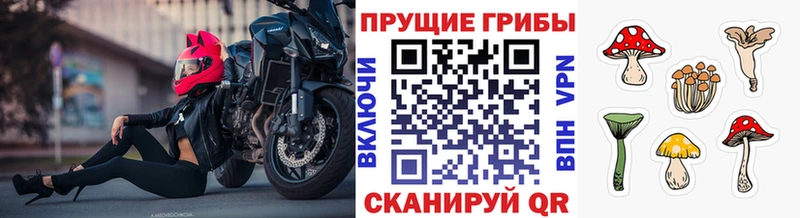 Псилоцибиновые грибы Psilocybine cubensis Новопавловск